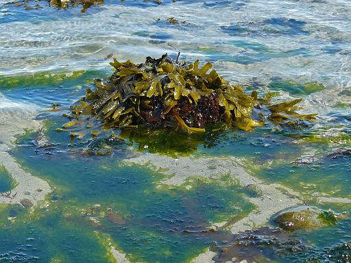 Seaweed, Qualicum Beach.jpg - Rockweed ( Fucus gardneri ) and sea lettuce ( Ulva  sp.), Qualicum Beach, Vancouver Island